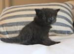 Larry - Minuet Cat For Sale - Capon Bridge&comma; WV&comma; US
