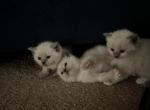 ON HOLD Kats Ravishing Ragdoll kittens - Ragdoll Cat For Sale - Lancaster&comma; PA&comma; US