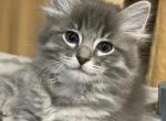 Otis - Siamese Cat For Sale - Hingham&comma; MA&comma; US