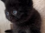 Wonka - British Shorthair Cat For Sale - Jacksonville&comma; FL&comma; US