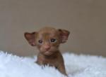 Cinnamon - Oriental Cat For Sale - Pembroke Pines&comma; FL&comma; US