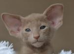 Fawn - Oriental Cat For Sale - Pembroke Pines&comma; FL&comma; US