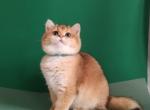 Polina - British Shorthair Cat For Sale - Hollywood&comma; FL&comma; US