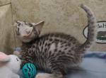 Egyptian Mau silver boy - Egyptian Mau Cat For Sale - Franklin&comma; NC&comma; US