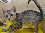 Egyptian Mau Silver males - Egyptian Mau Cat For Sale - Franklin&comma; NC&comma; US