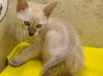F6SBT snow  lynx point spotted - Savannah Cat For Sale - Franklin&comma; NC&comma; US