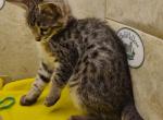 F3C Brown spotted Savannah - Savannah Cat For Sale - Franklin&comma; NC&comma; US