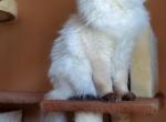 Charles - Balinese Cat For Sale - Brooklyn&comma; NY&comma; US