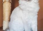 Zeus - Balinese Cat For Sale - Brooklyn&comma; NY&comma; US