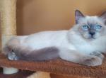 Napoleon - Balinese Cat For Sale - Brooklyn&comma; NY&comma; US