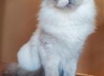 Delilah - Balinese Cat For Sale - Brooklyn&comma; NY&comma; US