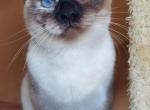 Pebbles - Balinese Cat For Sale - Brooklyn&comma; NY&comma; US