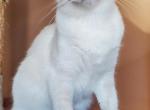 Shiloh - Balinese Cat For Sale - Brooklyn&comma; NY&comma; US