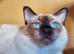 Waldo - Balinese Cat For Sale - Brooklyn&comma; NY&comma; US