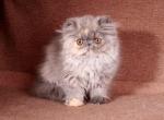 Malvina - Persian Cat For Sale - Hollywood&comma; FL&comma; US