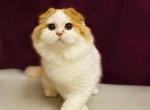 Oskar&lowbar; - Scottish Fold Cat For Sale - Hollywood&comma; FL&comma; US