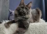 Western - Maine Coon Cat For Sale - Miami&comma; FL&comma; US