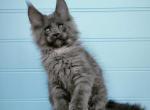 Xtrail - Maine Coon Cat For Sale - Miami&comma; FL&comma; US