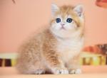 Rufus - British Shorthair Cat For Sale - Hollywood&comma; FL&comma; US