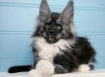 X'Sola - Maine Coon Cat For Sale - Hollywood&comma; FL&comma; US