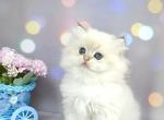 Felix - British Shorthair Cat For Sale - Hollywood&comma; FL&comma; US