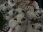 Balinese Babies - Balinese Cat For Sale - CA&comma; US