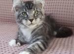 Tantau - Maine Coon Cat For Sale - Miami&comma; FL&comma; US