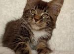 Tourmaline - Maine Coon Cat For Sale - Hollywood&comma; FL&comma; US