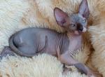 Alicia - Sphynx Cat For Sale - Pembroke Pines&comma; FL&comma; US