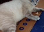 Blue Lynxpoint Male - Colorpoint Shorthair Cat For Sale - Walterboro&comma; SC&comma; US