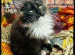 Boots Reserved - Maine Coon Cat For Sale - Wisconsin Rapids&comma; WI&comma; US