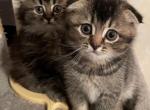 Tomy - Scottish Fold Cat For Sale - Brooklyn&comma; NY&comma; US