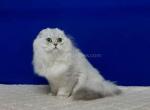 Longhair boy Donald scottish fold silver shaded - Scottish Fold Cat For Sale - Houston&comma; TX&comma; US