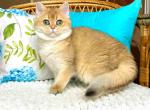 Lami ny 11 girl golden shaded british shorthair - British Shorthair Cat For Sale - Houston&comma; TX&comma; US