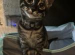 Raven - Bengal Cat For Sale - Carrollton&comma; TX&comma; US