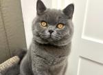 Ginger - British Shorthair Cat For Sale - WA&comma; US