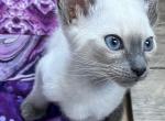 Taley - Siamese Cat For Sale - Phila&comma; PA&comma; US