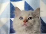 Blaze - Ragamuffin Cat For Sale - Poplar Grove&comma; IL&comma; US