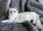 Fluffy Brown - Ragdoll Cat For Sale - NC&comma; US
