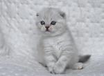Helma - Scottish Fold Cat For Sale - Hollywood&comma; FL&comma; US