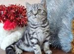 Tiger - Scottish Fold Cat For Sale - Hollywood&comma; FL&comma; US