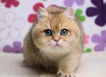 Odin - British Shorthair Cat For Sale - Hollywood&comma; FL&comma; US