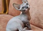 Way - Bambino Cat For Sale - Pembroke Pines&comma; FL&comma; US