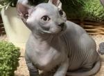 Fabio - Bambino Cat For Sale - Pembroke Pines&comma; FL&comma; US