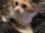 Scottish Maines - Scottish Fold Cat For Sale - Finland&comma; MN&comma; US