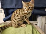 Gorgeous Valentine Day kitten - Bengal Cat For Sale - VA&comma; US