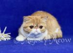 Timothy - Exotic Cat For Sale - Yucca Valley&comma; CA&comma; US
