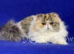 Dulcia - Persian Cat For Sale - Yucca Valley&comma; CA&comma; US