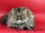Tabby - Persian Cat For Sale - Yucca Valley&comma; CA&comma; US
