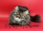 Bozman - Persian Cat For Sale - Yucca Valley&comma; CA&comma; US